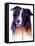 Border Collie 1-Marlene Watson-Framed Stretched Canvas