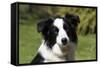 Border Collie 28-Bob Langrish-Framed Stretched Canvas