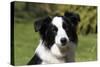 Border Collie 28-Bob Langrish-Stretched Canvas