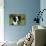 Border Collie 28-Bob Langrish-Photographic Print displayed on a wall