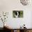 Border Collie 28-Bob Langrish-Photographic Print displayed on a wall