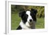 Border Collie 28-Bob Langrish-Framed Photographic Print