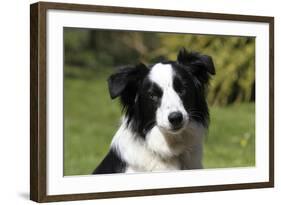 Border Collie 28-Bob Langrish-Framed Photographic Print