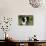 Border Collie 28-Bob Langrish-Mounted Photographic Print displayed on a wall