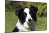 Border Collie 28-Bob Langrish-Mounted Photographic Print