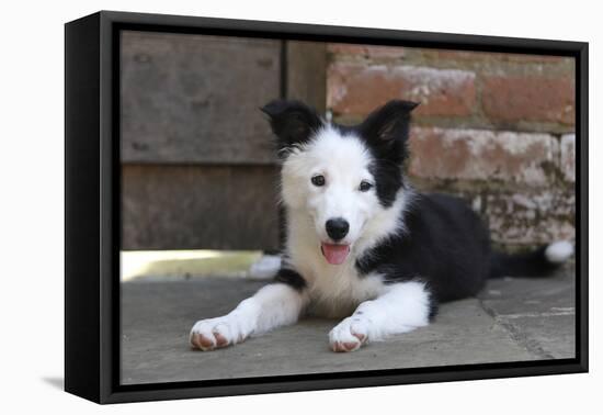 Border Collie 35-Bob Langrish-Framed Stretched Canvas