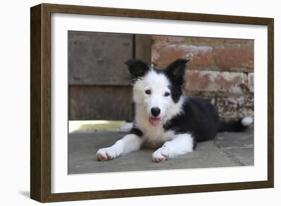 Border Collie 35-Bob Langrish-Framed Photographic Print