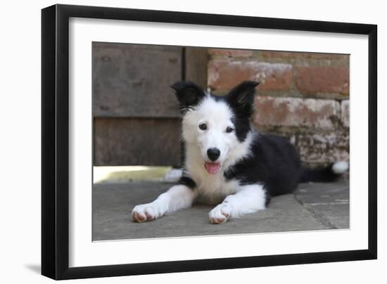 Border Collie 35-Bob Langrish-Framed Photographic Print