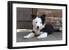 Border Collie 35-Bob Langrish-Framed Photographic Print