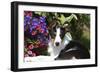 Border Collie 40-Bob Langrish-Framed Photographic Print