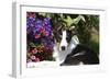 Border Collie 40-Bob Langrish-Framed Photographic Print