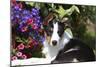 Border Collie 40-Bob Langrish-Mounted Photographic Print