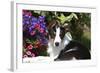 Border Collie 40-Bob Langrish-Framed Photographic Print