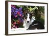 Border Collie 40-Bob Langrish-Framed Photographic Print