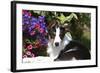 Border Collie 40-Bob Langrish-Framed Photographic Print