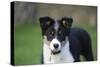 Border Collie 43-Bob Langrish-Stretched Canvas