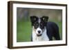 Border Collie 43-Bob Langrish-Framed Photographic Print