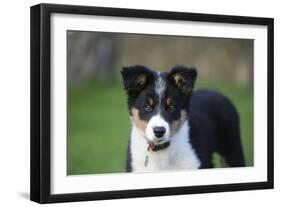 Border Collie 43-Bob Langrish-Framed Photographic Print