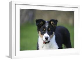 Border Collie 43-Bob Langrish-Framed Photographic Print