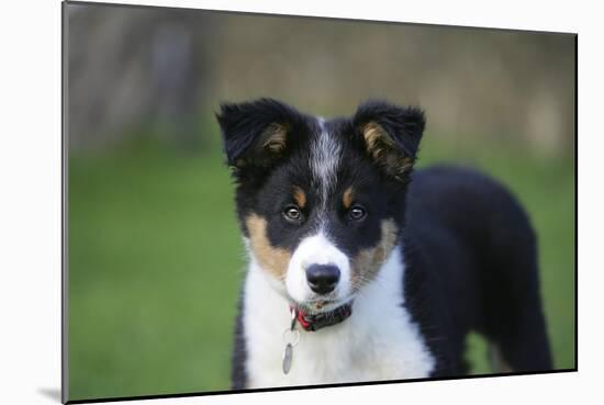 Border Collie 43-Bob Langrish-Mounted Photographic Print