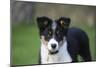 Border Collie 43-Bob Langrish-Mounted Photographic Print