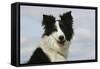 Border Collie 46-Bob Langrish-Framed Stretched Canvas