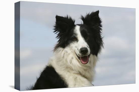 Border Collie 46-Bob Langrish-Stretched Canvas