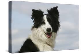 Border Collie 46-Bob Langrish-Stretched Canvas