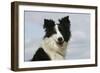 Border Collie 46-Bob Langrish-Framed Photographic Print