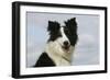 Border Collie 46-Bob Langrish-Framed Photographic Print