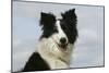 Border Collie 46-Bob Langrish-Mounted Photographic Print