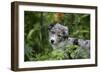 Border Collie 50-Bob Langrish-Framed Photographic Print