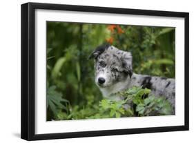 Border Collie 50-Bob Langrish-Framed Photographic Print