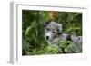 Border Collie 50-Bob Langrish-Framed Photographic Print