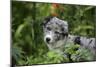 Border Collie 50-Bob Langrish-Mounted Photographic Print