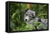 Border Collie 50-Bob Langrish-Framed Stretched Canvas