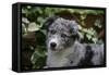 Border Collie 51-Bob Langrish-Framed Stretched Canvas