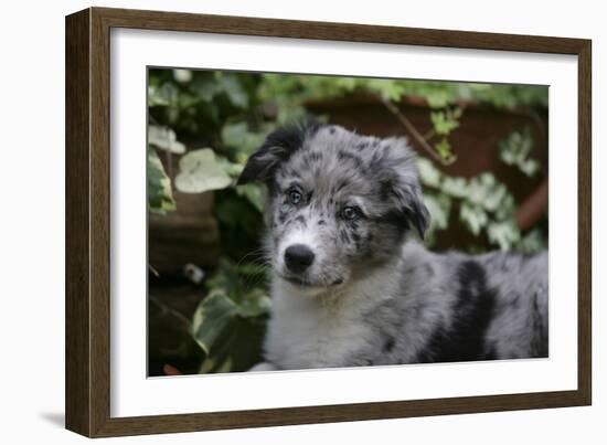 Border Collie 51-Bob Langrish-Framed Photographic Print