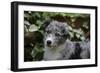 Border Collie 51-Bob Langrish-Framed Photographic Print