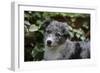 Border Collie 51-Bob Langrish-Framed Photographic Print