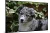 Border Collie 51-Bob Langrish-Mounted Photographic Print