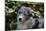 Border Collie 51-Bob Langrish-Mounted Photographic Print