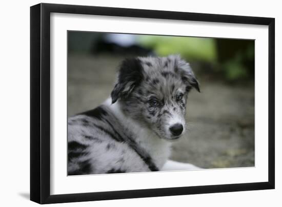 Border Collie 52-Bob Langrish-Framed Photographic Print