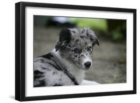 Border Collie 52-Bob Langrish-Framed Photographic Print