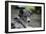 Border Collie 52-Bob Langrish-Framed Photographic Print