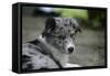 Border Collie 52-Bob Langrish-Framed Stretched Canvas