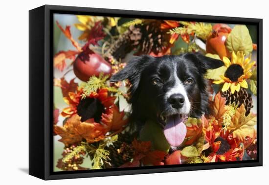 Border Collie 57-Bob Langrish-Framed Stretched Canvas