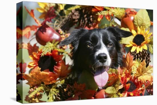 Border Collie 57-Bob Langrish-Stretched Canvas