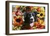 Border Collie 57-Bob Langrish-Framed Photographic Print