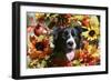 Border Collie 57-Bob Langrish-Framed Photographic Print